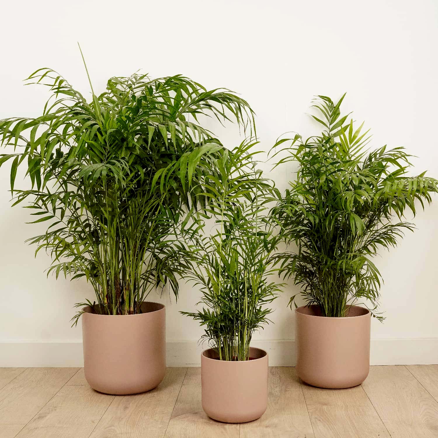 Parlour Palm