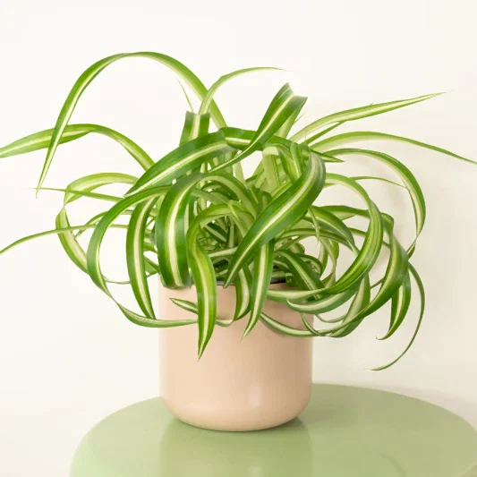 Curly Spider Plant | Bonnie | Indoor Hanging Plants