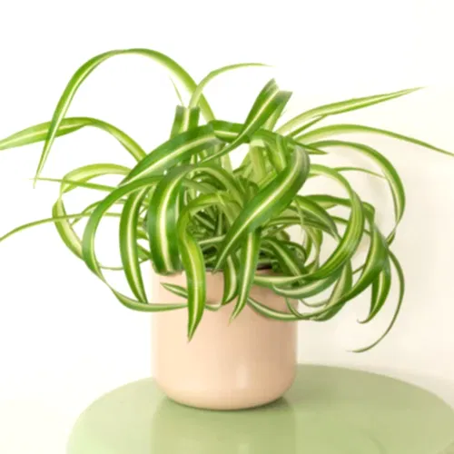 Curly Spider Plant | Bonnie