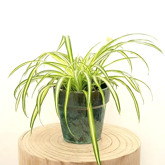 Spider Plant | Atlantic | Indoor Hanging Plants