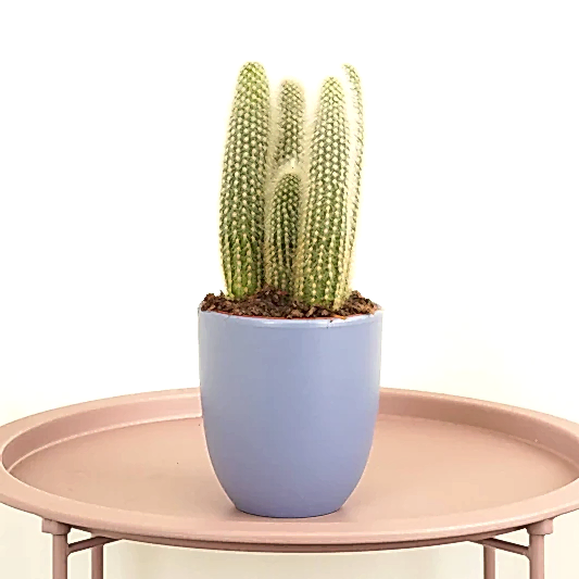 Silver Torch Cactus | Potted Houseplants