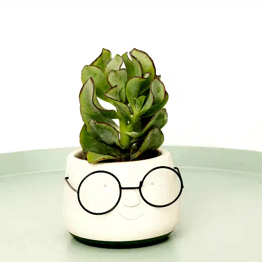 Curly Silver Dollar Plant | Indoor Succulent Plants