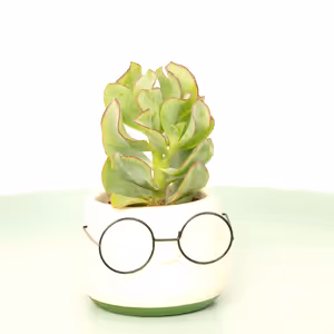 Curly Silver Dollar Plant - Indoor Plant
