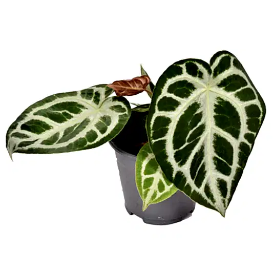 Crystal Anthurium | Silver Blush | Rare Plant | Potted Houseplants