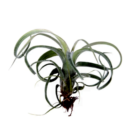 Air Plant | Curly Slim | Potted Houseplants