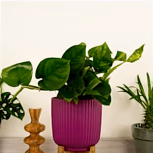 Devil's Ivy | Global Green - Indoor Plant