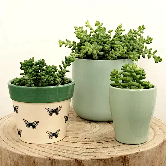 Donkey's Tail | Burrito | Indoor Succulent Plants
