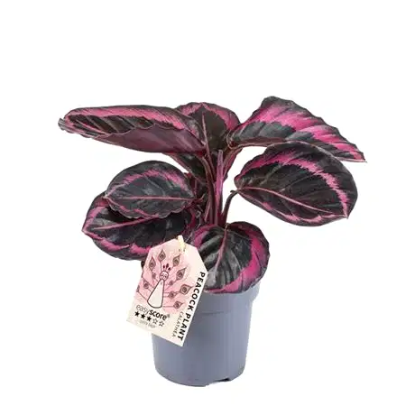 Prayer Plant | Roseo Dottie | Potted Houseplants