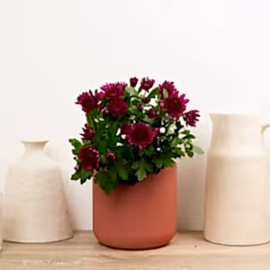 Mum | Double Plum - Indoor Plant