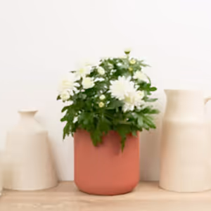Mum | Double White - Indoor Plant