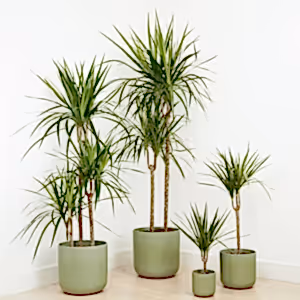 Dragon Tree | Marginata - Indoor Plant