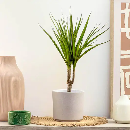 Dragon Tree | Marginata | Potted Houseplants