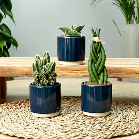 Easy Baby  | Plant Bundle | Small Plants & Tot Pots
