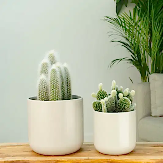Prickly Pair  | Plant Bundle | Potted Houseplants