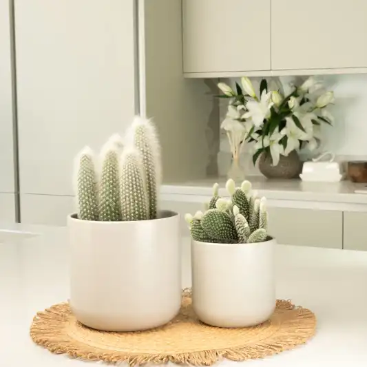 Prickly Pair  | Plant Bundle | Houseplant Bundles