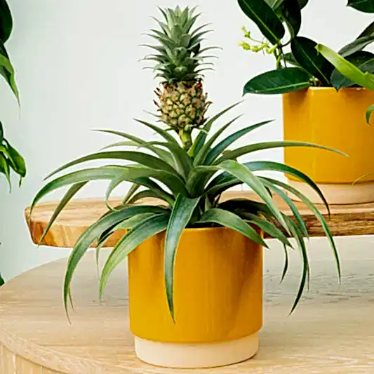 Pineapple Plant | Amigo | Exotic & Tropical Plants
