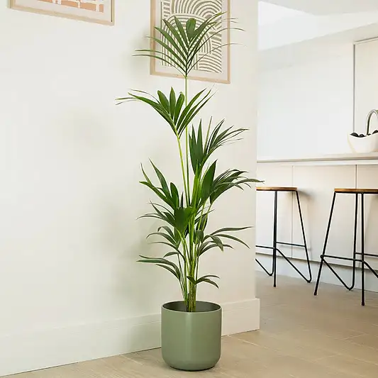 Kentia Palm | Trees & Bonsai