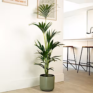 Kentia Palm - Indoor Plant