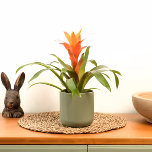 Flowering Guzmania | Jazz Orange - Indoor Plant