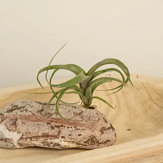 Air Plant | Curly Slim | Air Plants