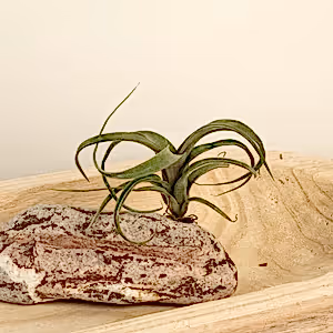 Air Plant | Curly Slim - Indoor Plant