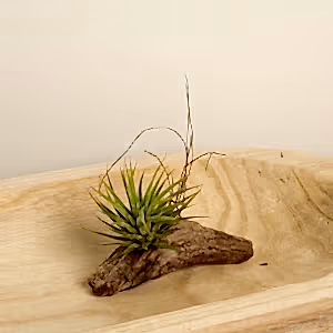 Air Plant | Green - Indoor Plant