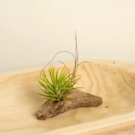 Air Plant | Green | Air Plants