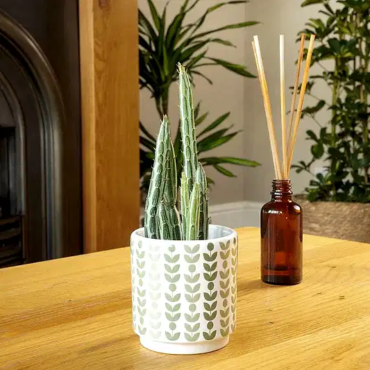 Pickle Plant | Potted Houseplants