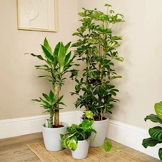 Sunshine  | Plant Bundle | Trees & Bonsai