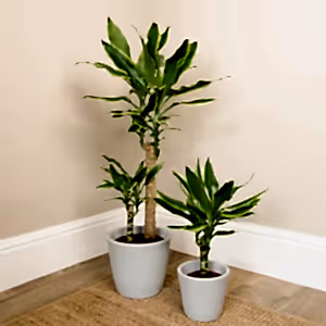 Palm | Gold Coast - Indoor Plant