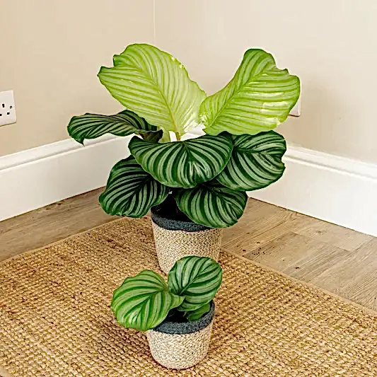 Prayer Plant | Orbifolia | Pet Safe Plants