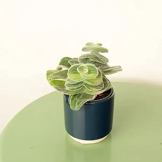 Wandering Dude | Fuzzy Sillamontana | Potted Houseplants