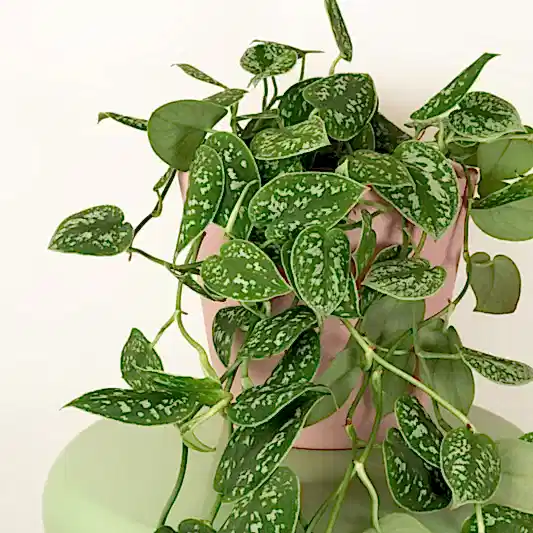 Satin Pothos | Easy Care Houseplants