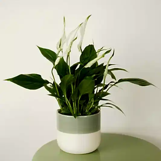 Peace Lily | Chopin | 