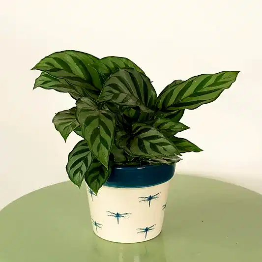 Prayer Plant | Freddie | Pet Safe Plants