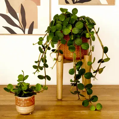 Radiator Plant | Hope - Indoor Plants