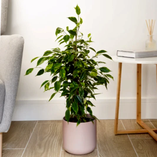 Weeping Fig | Anastasia | 