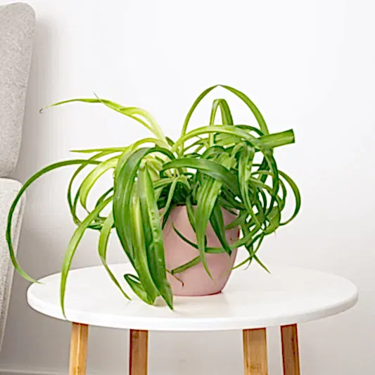 Curly Spider Plant | Green Bonnie | Pet Safe Plants