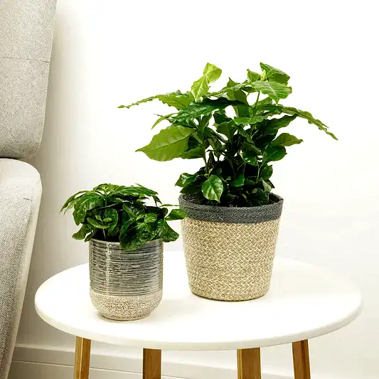Coffee Plant | Arabica | Easy Care Houseplants
