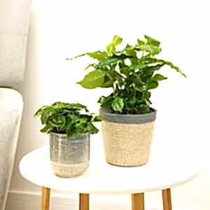 Coffee Plant | Arabica - Indoor Plant