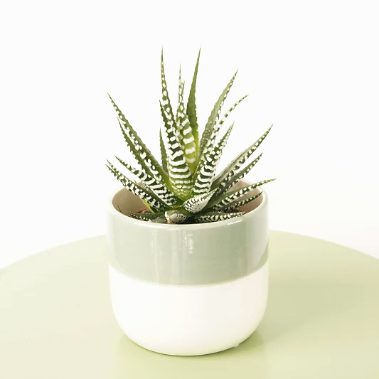 Zebra Cactus | Big Band | Indoor Succulent Plants