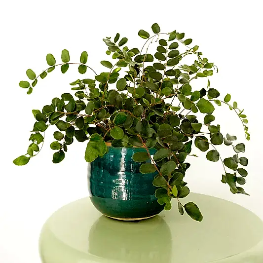 Button Fern | Hard To Find | Potted Houseplants