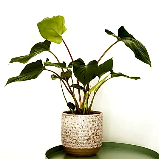 Queen Of Hearts | Maggy | Indoor Plants