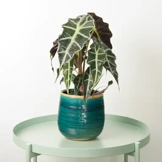 Elephant Ear | Polly | Easy Care Houseplants