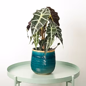Elephant Ear | Polly - Indoor Plant