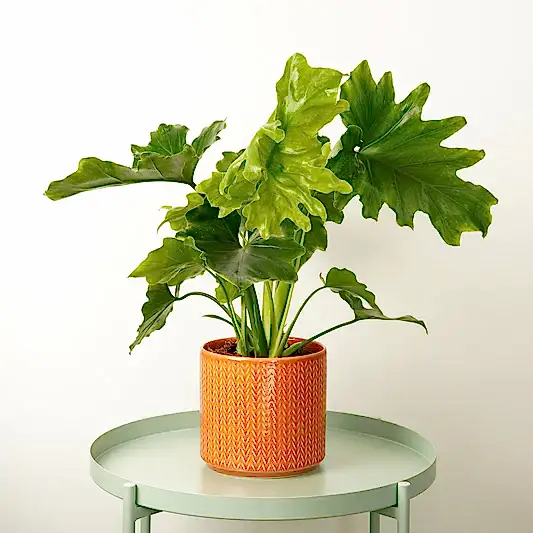 Philo | Shangri-La | Spring Plants