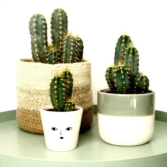 Blue Torch Cactus | Indoor Succulent Plants