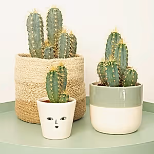 Blue Torch Cactus - Indoor Plant