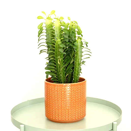 African Milk Tree | Green | Spring Plants