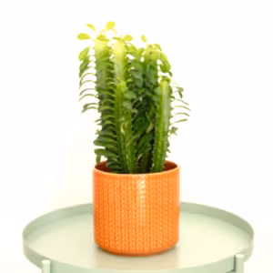 African Milk Tree | Green - Indoor Plant